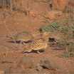 Chestnut-bellied Sandgrouse